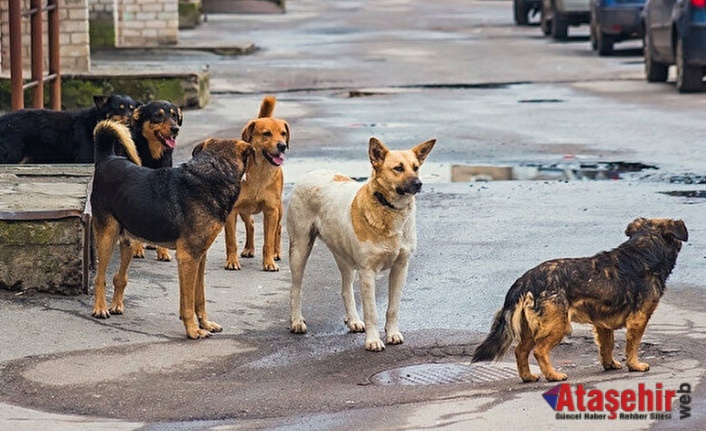 Ataşehir'de Sahipsiz Köpeklerin Saldırısı Motosiklet Kazasına Neden Oldu