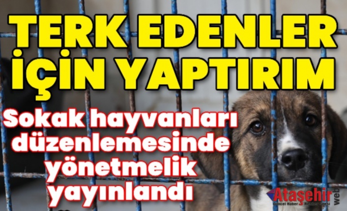 Sokak hayvanları düzenlemesinde yönetmelik yayınlandı