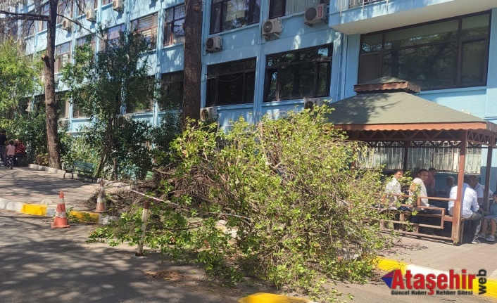 Fırtına Siyami Ersek Hastanesi Bahçesinde Ağaçları Devirdi