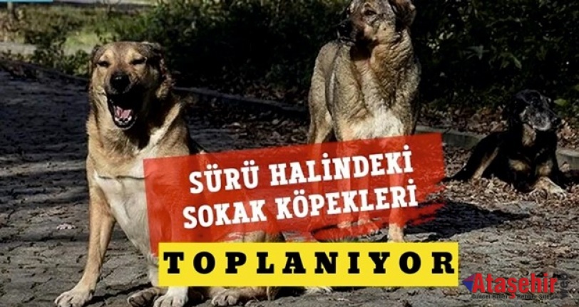 İstanbul Valiliği,  Başıboş köpekleri acilen toplayın