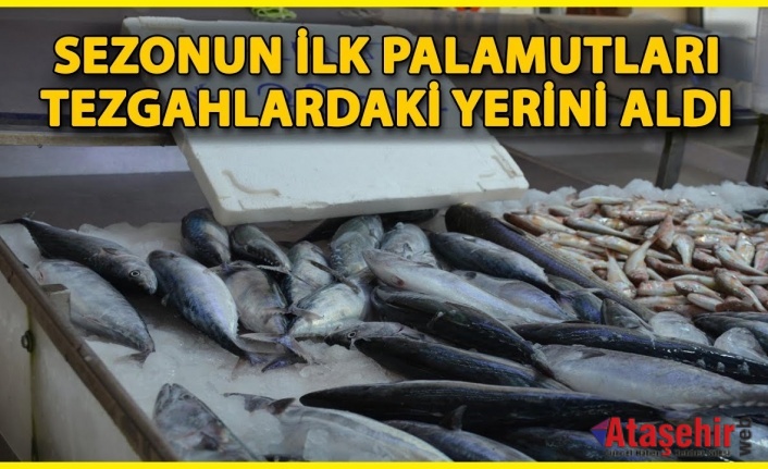 Sezonun İlk Palamutları Sinop Tezgâhlarında