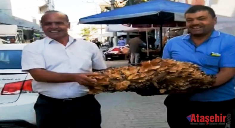 80 Kiloluk Dev Gürgen Mantarı Şaşkınlık Yarattı