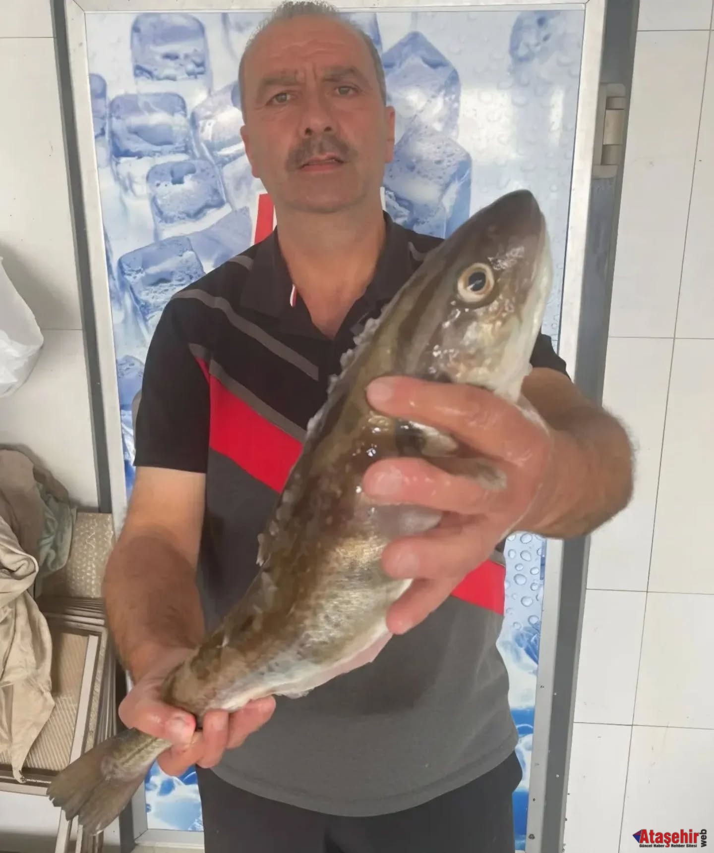 Perşembe’de Mezgit Mucizesi: 1 Kiloluk Dev Balık 1.000 TL’ye Alıcı Buldu