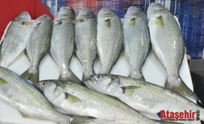 Sinop’ta Balıkçılar Denize Açıldı: Palamut ve Lüfer Cep Yakıyor
