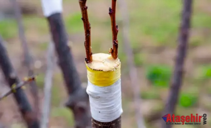 HANGİ AĞAÇ; HANGİ AĞACA AŞILANIR