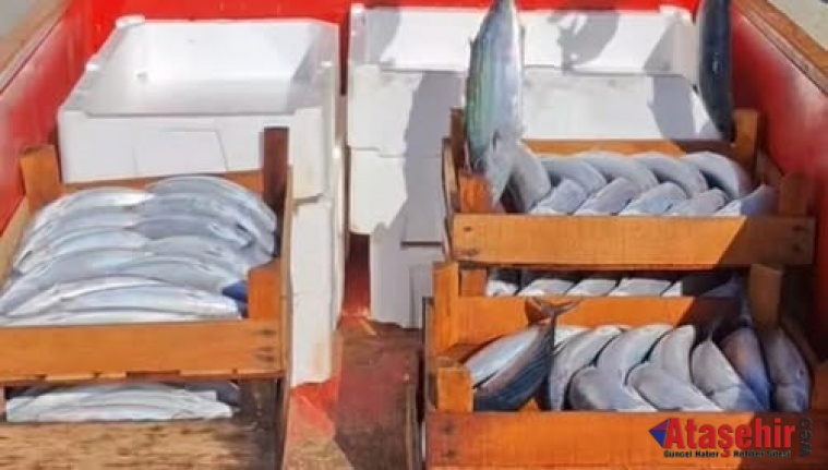 Sinop’ta Palamut Bereketi: Kooperatif Kasaları Doldu, Gözler Cide’de