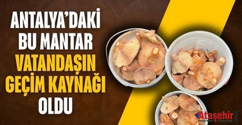 Doğal Mantar Vatandaşın Geçim Kaynağı Oldu