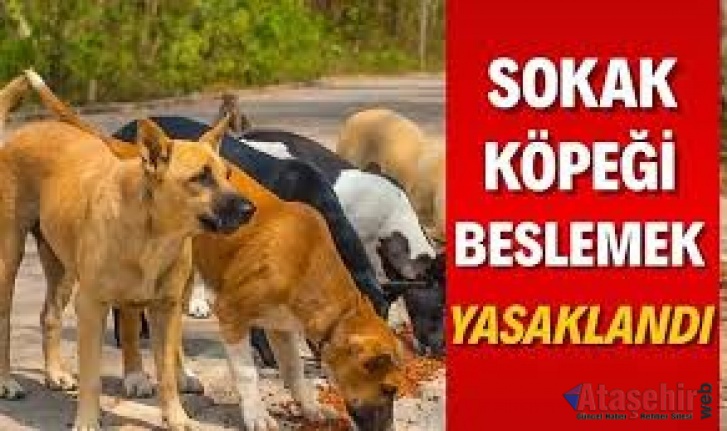 İstanbul Valiliği'nden flaş açıklama: Sokak köpeklerini beslemek yasaklandı