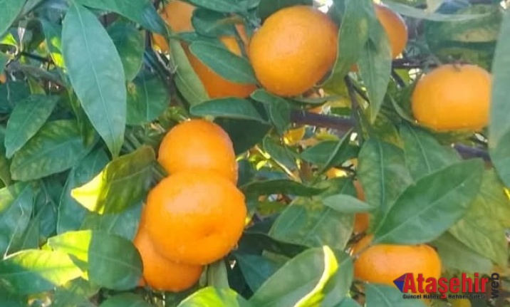 Ataşehir Kooperatifinde Çarşamba Günleri Organik ve Ekolojik Ürünler