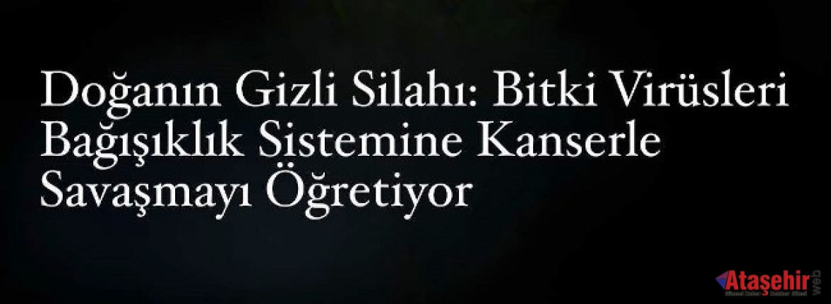 Bir Bitki Virüsü Kansere Karşı “Keskin Nişancı” Olabilir mi?