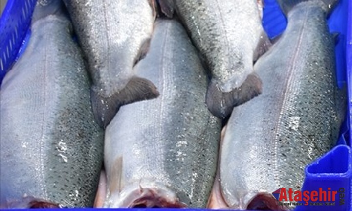 Dünya'ya 11 Ayda 164 Milyon Dolarlık Türk Somonu İhracatı