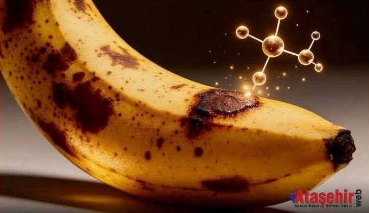Kahverengi Muzlar Kanserle Mücadelede Umut Olabilir