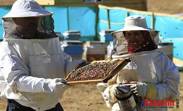 Anzer Balında Büyük Alarm: 10 Ton Üretiliyor, 100 Ton Satılıyor!