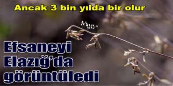 3 bin yılda bir açan Udumbara 'AVATAR filminin'  çiçeği Elazığ'da görüntülendi