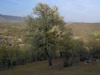 Ahlat Ağacından armut meyvesi