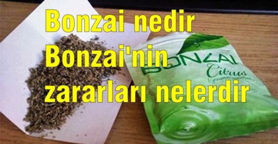 Bonzai nedir? Bonzai'nin zararları nelerdir? 
