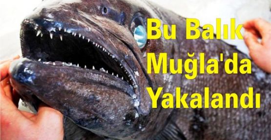 Bu Balık Muğla'da Yakalandı