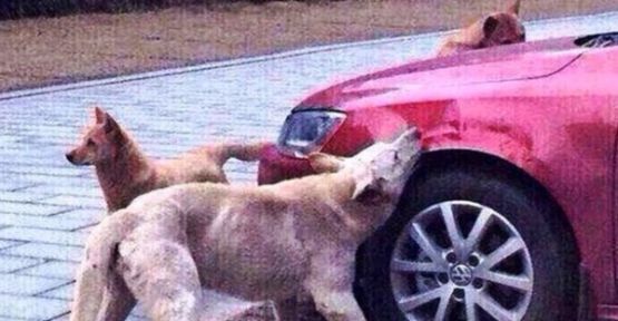 Çin'de Köpeğin intikamı ağır oldu