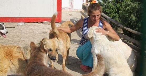 Gülün Tosman, Tek başına bir yılda 100 köpeği sahiplendirdi