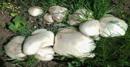 Ilgaz Dağında Mantar Bolluğu Yaşanıyor