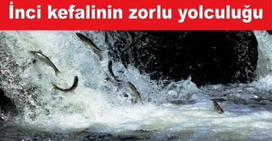 İnci kefalinin “zorlu yolculuğu“