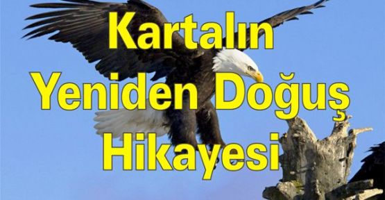 Kartalların Yeniden Doğuş Hikayesi
