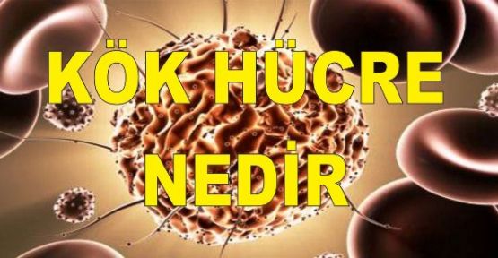 KÖK HÜCRE NEDİR?