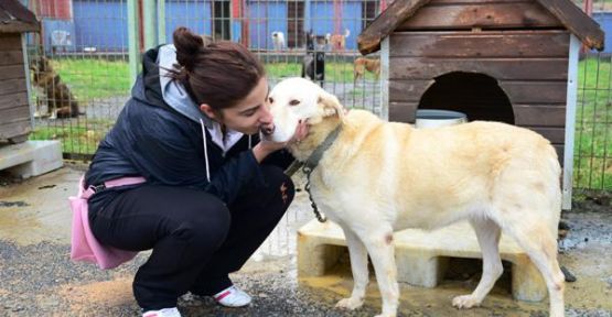 Sokak Hayvanları Şenliği