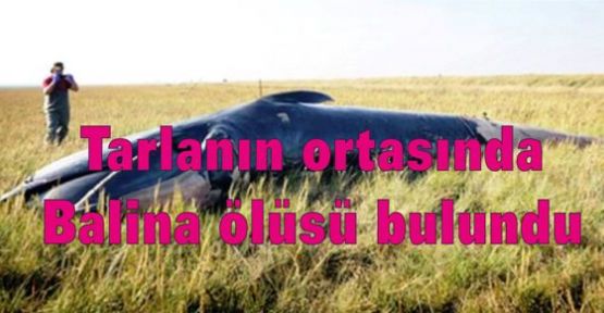 Tarlanın ortasında balina ölüsü bulundu
