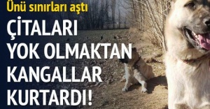 Çitaları yok olmaktan Kangallar kurtardı