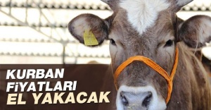 Kurban Fiyatları El Yakacak