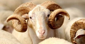 Kurban kesim kursu açıldı