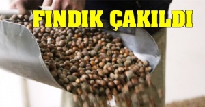 Fındığın fiyatı 11 TL'ye düştü