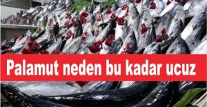Palamut neden bu kadar ucuz