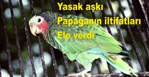 Yasak aşkı papağanın iltifatları ele verdi