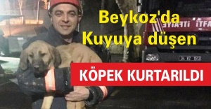 Beykoz'da kuyuya düşen köpek kurtarıldı
