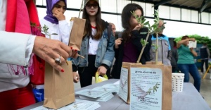 HAYDARPAŞA’DA ZEYTİN FİDANI DAĞITILDI