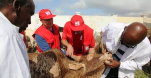 Türkiye’de ve Dört Kıtada Kurban Kesimleri Başladı