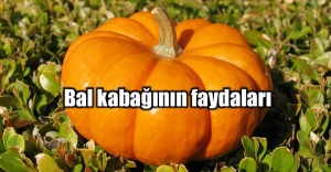 BAL KABAĞI YE GÖZLERİNİ KORU!