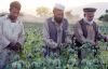 Afganistan uyuşturucu üretiminde dünya rekorunu kırdı