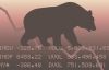 Ayı Piyasası (Bear Market) Nedir?