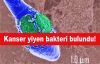 Kanser yiyen bakteri bulundu!