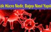 Kök Hücre Nedir, Kök Hücre Bağışı Nasıl Yapılır