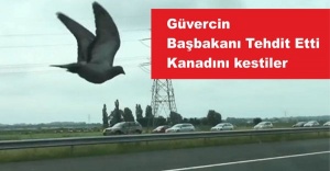 Güvercin Başbakanı Tehtit Etti, Kanadını Kestiler