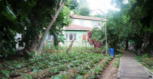 Şehir Merkezinde yerli tohumla organik tarım