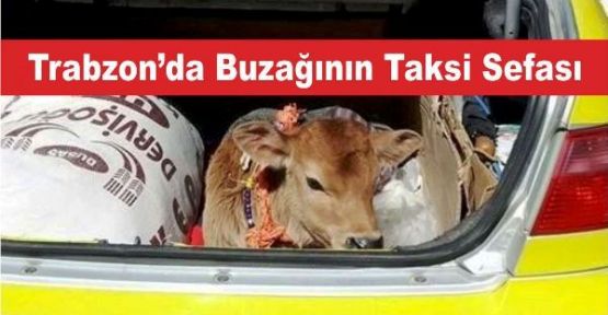 Trabzon’da Buzağının Taksi Sefası