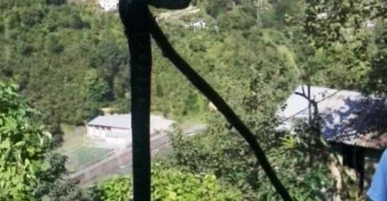 Trabzon'da Kediye Saldıran dev yılan öldürüldü
