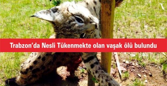 Trabzon’da Nesli Tükenmekte olan vaşak ölü bulundu