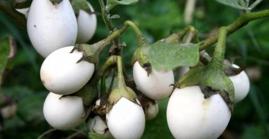 YUMURTA AĞACI BEYAZ PATLICAN
