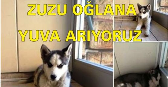 ZUZU OĞLANA YUVA ARIYORUZ